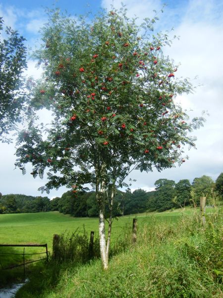Photo from 4 Sept 2008