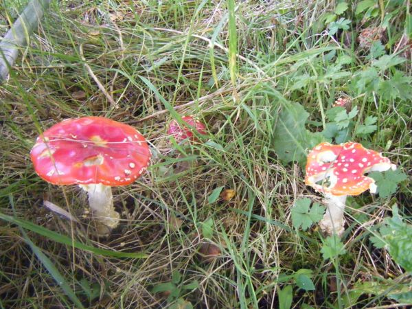 Photo from 4 Sept 2008