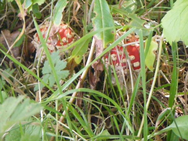 Photo from 4 Sept 2008